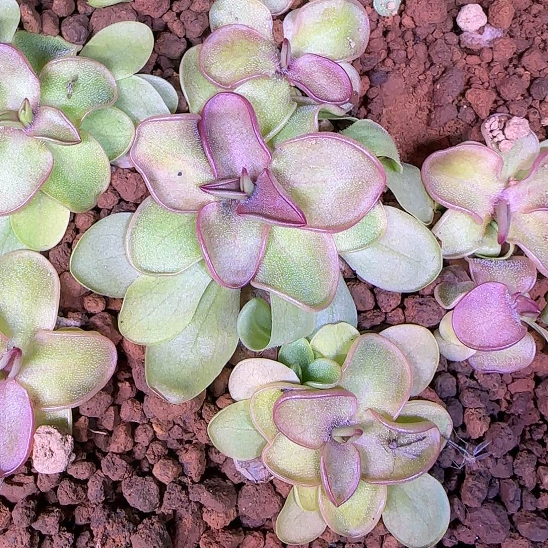 你***啊无花朵专拍捕虫堇