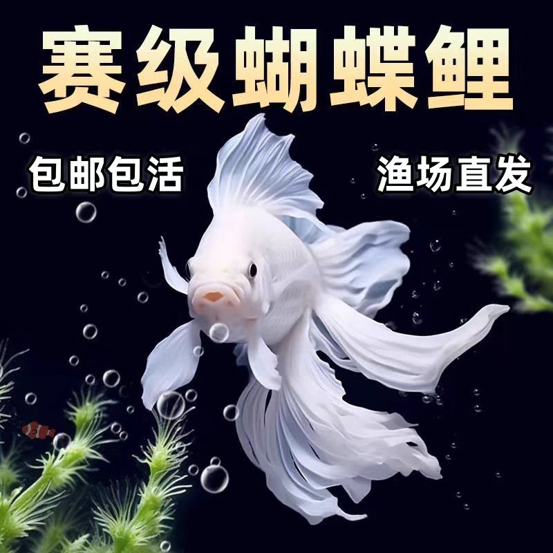 台系蝴蝶鲤短球18-21观赏鱼大鳍大尾短身冷水鱼好养耐活到家
