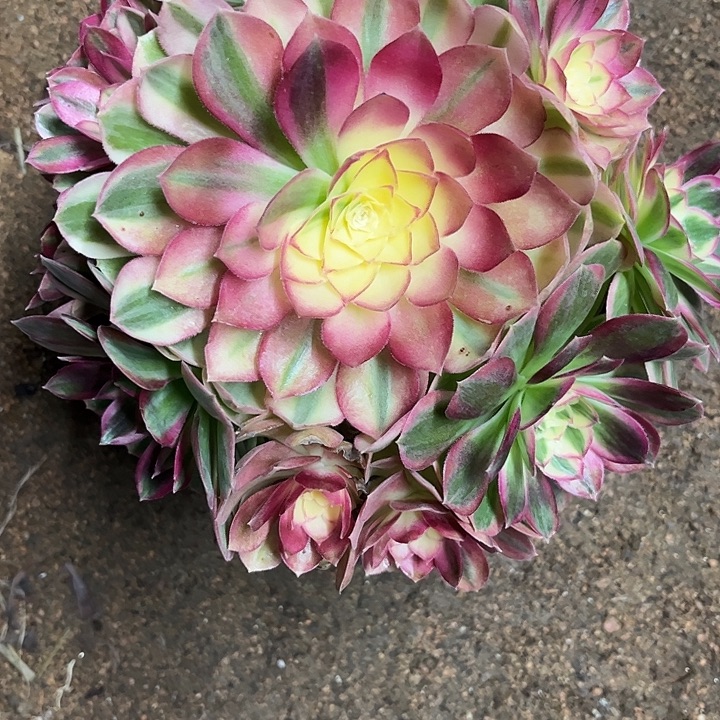 多肉植物玉资锦…………