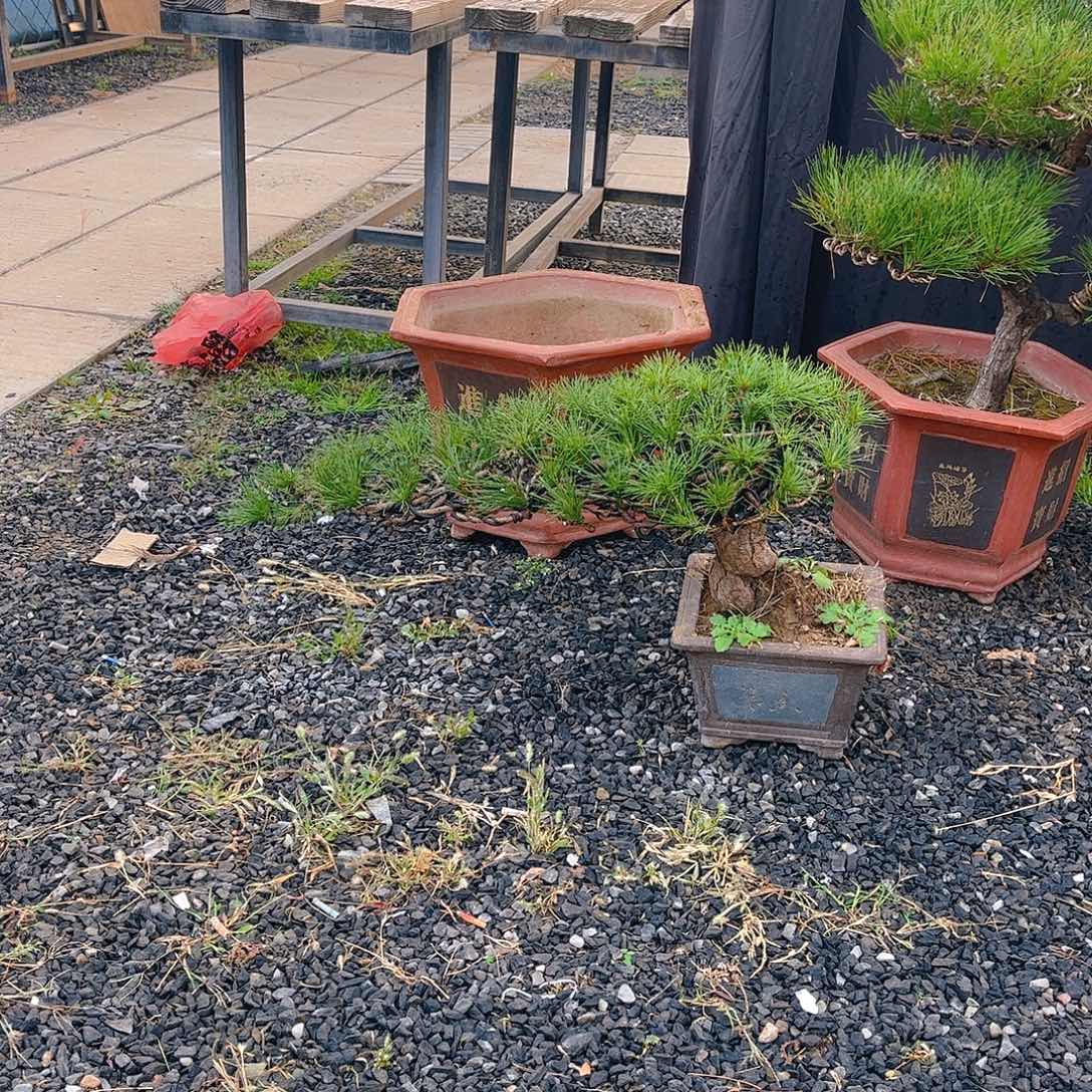 完全开放黑松盆景