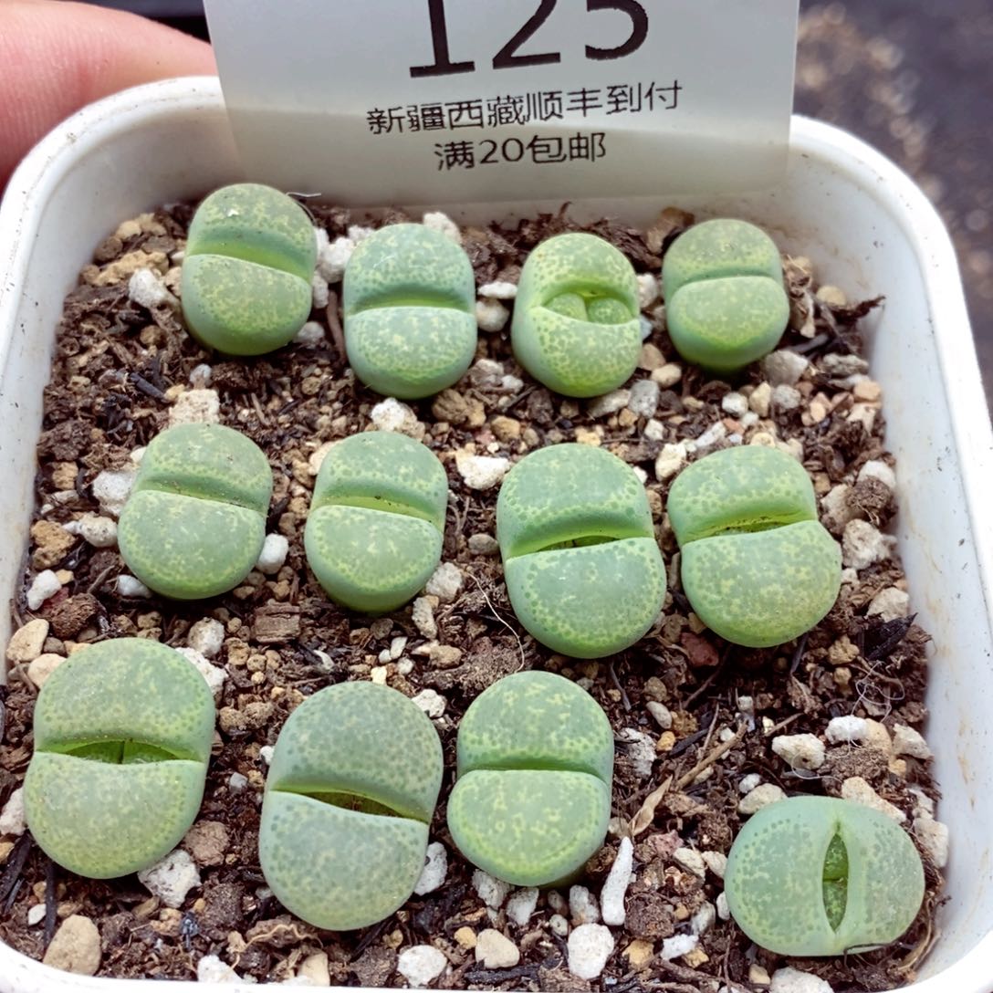 我是一只小小鸟地域鬼125