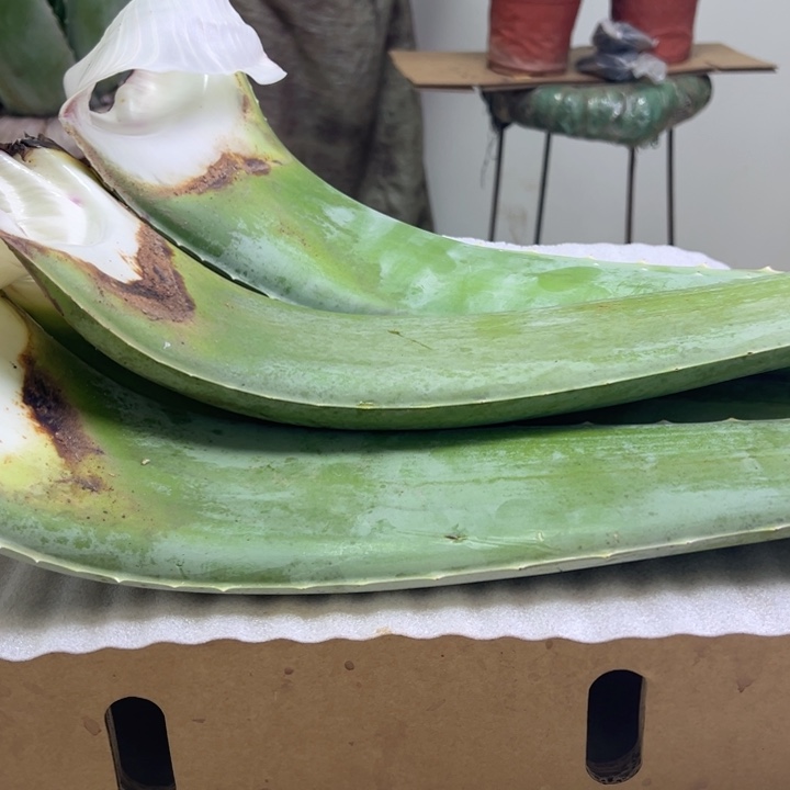 无花朵3片食用叶片，每片700一800克