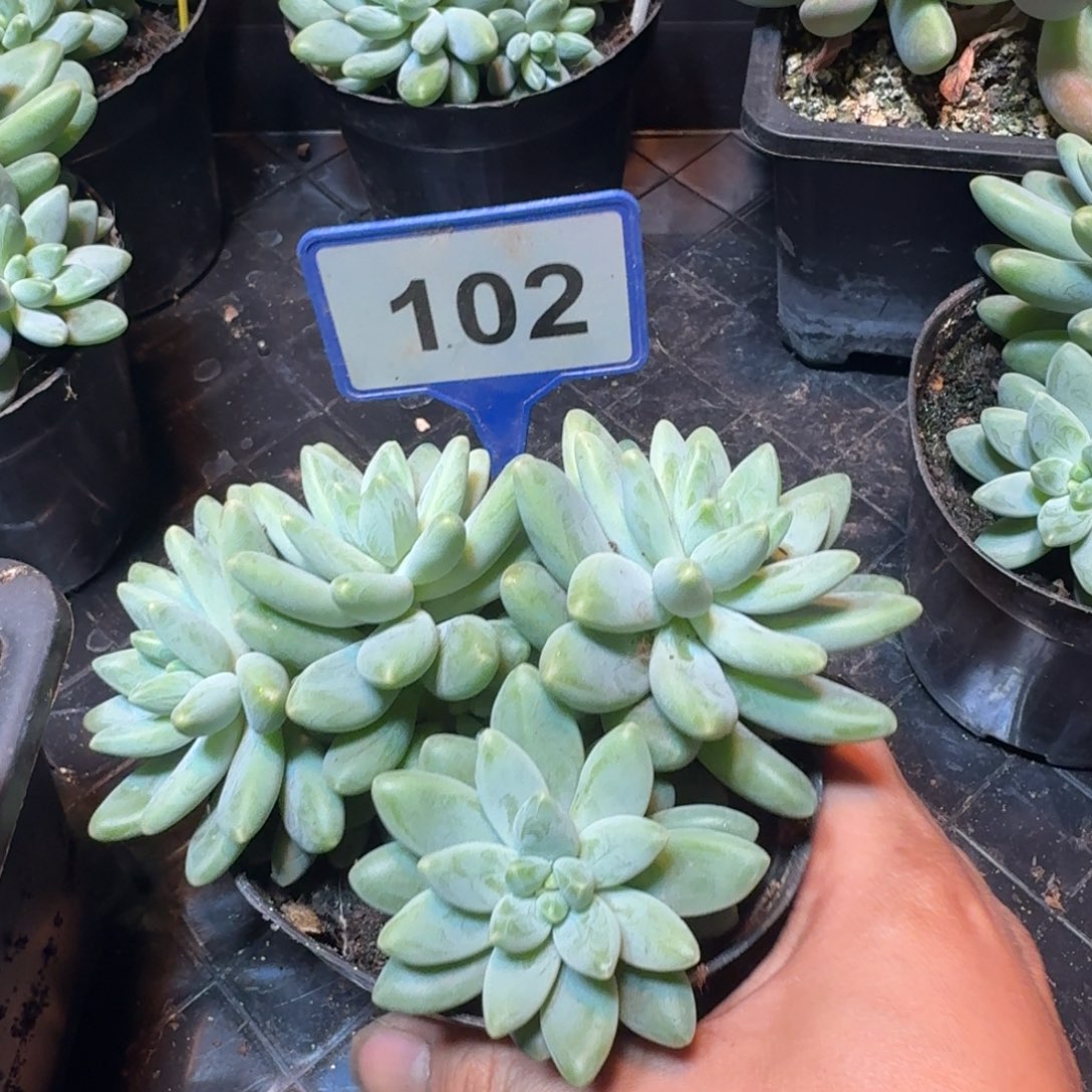 多肉植物啊蒂斯托