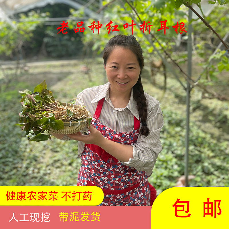 四川老品种红叶农家新鲜折耳根现挖现发特色蔬菜鱼腥草健康美味