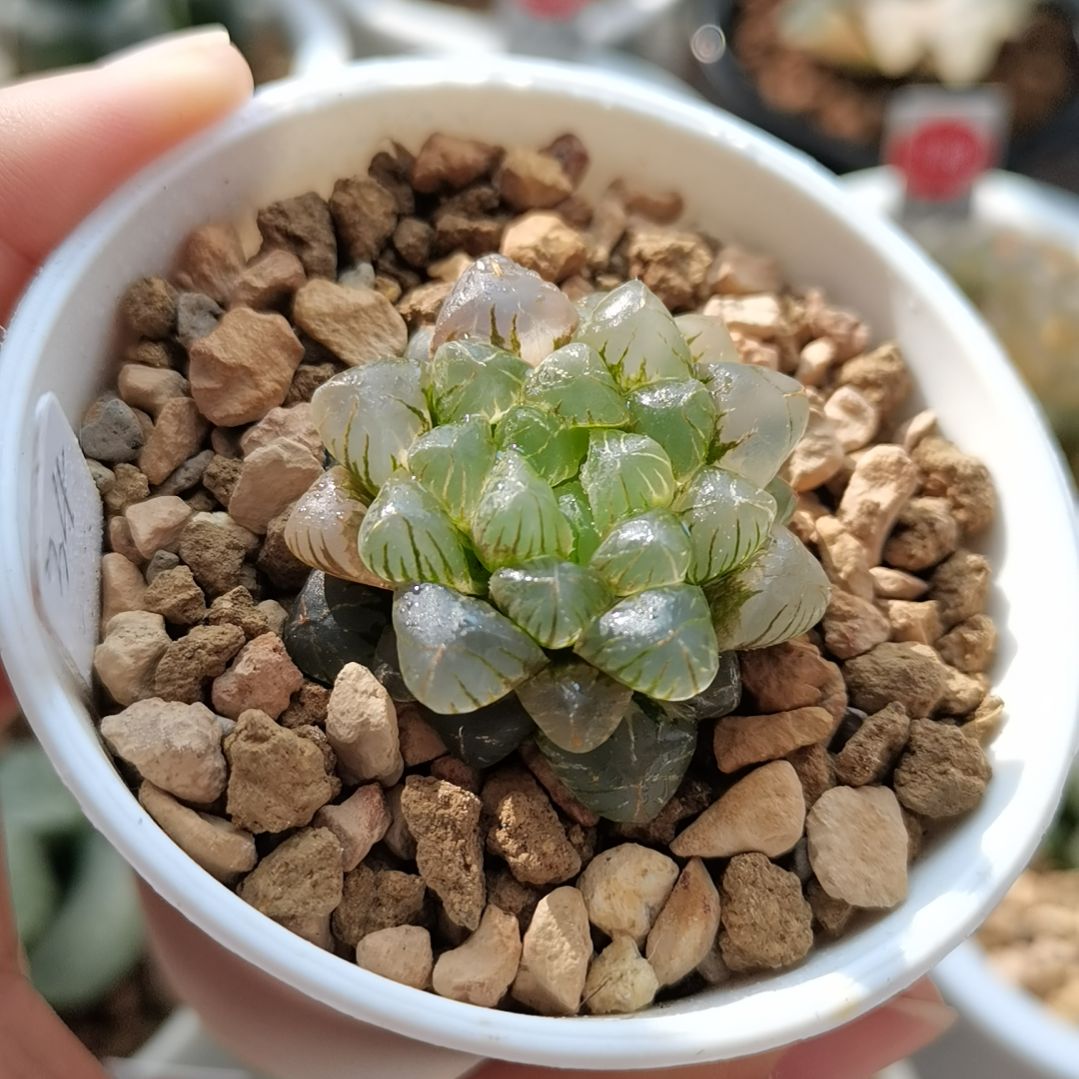 34号姬玉露锦一物一拍带盆土发货