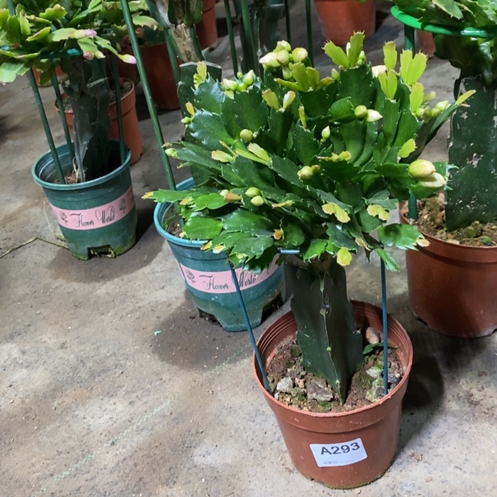 大部分花苞少量开放293嫁接2321