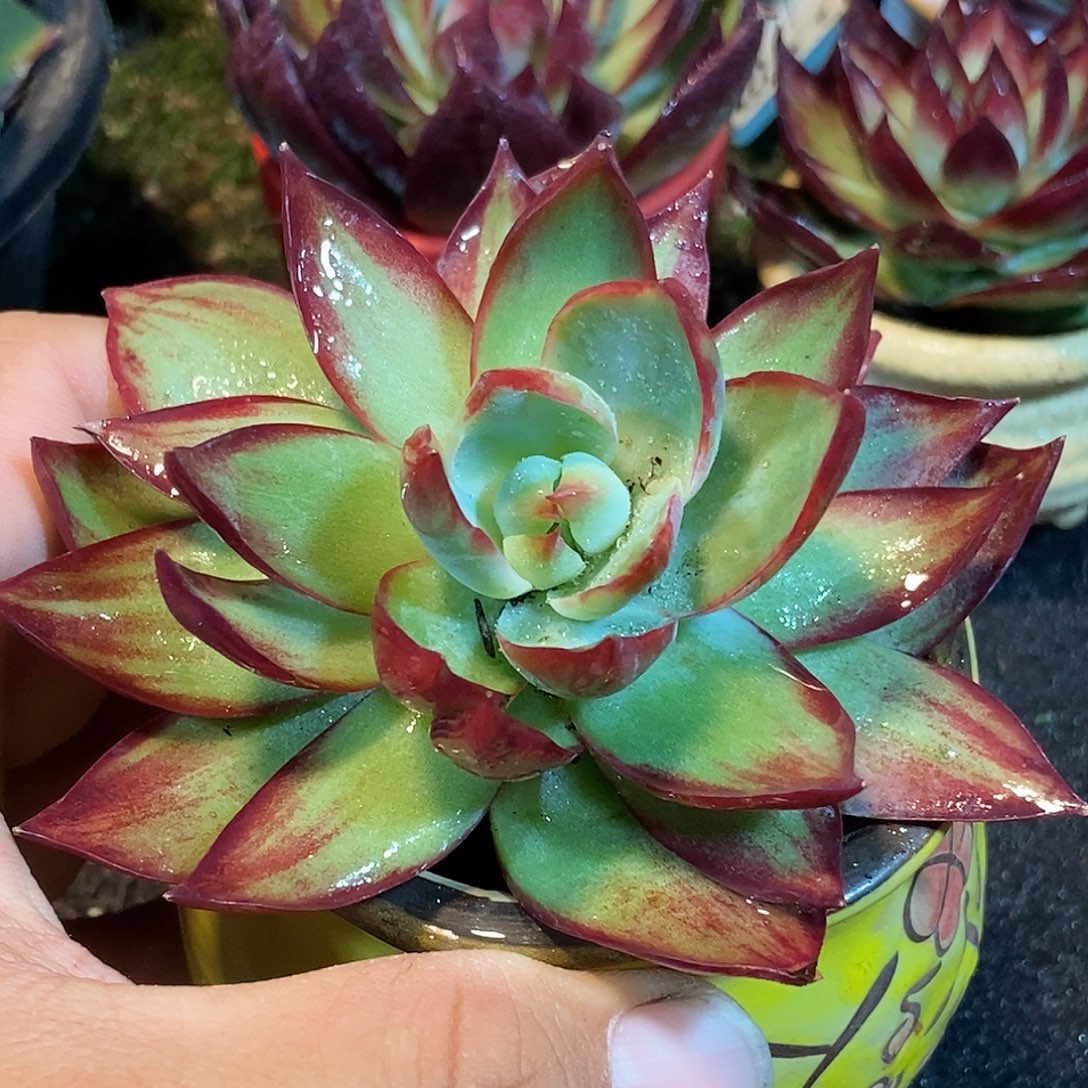 惊鸿一物一拍包装收缩花旱