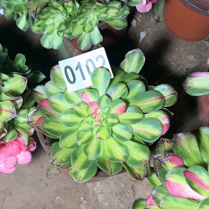 3-0102知否多肉法师