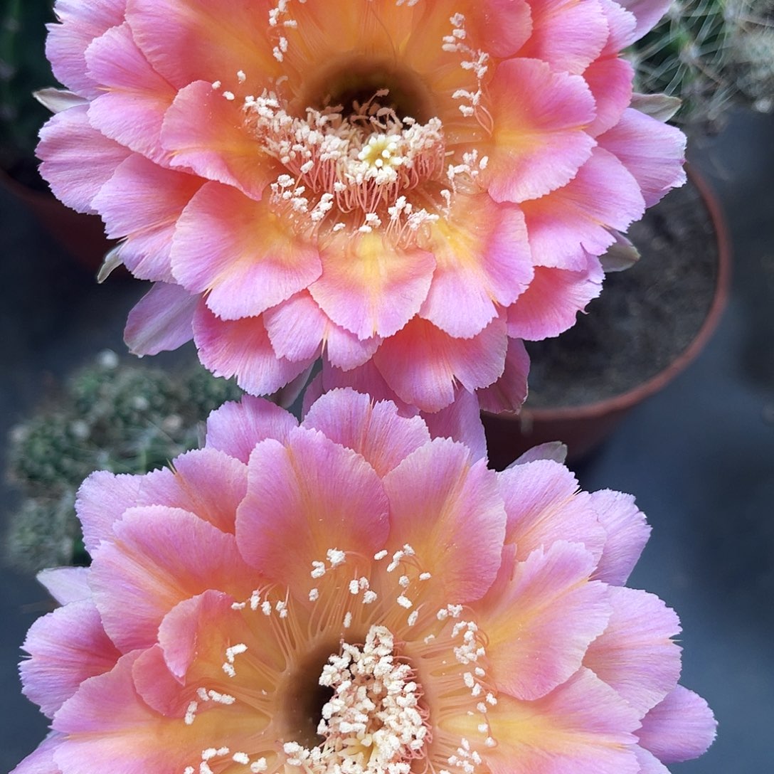 彩草31号侧芽3公分左右