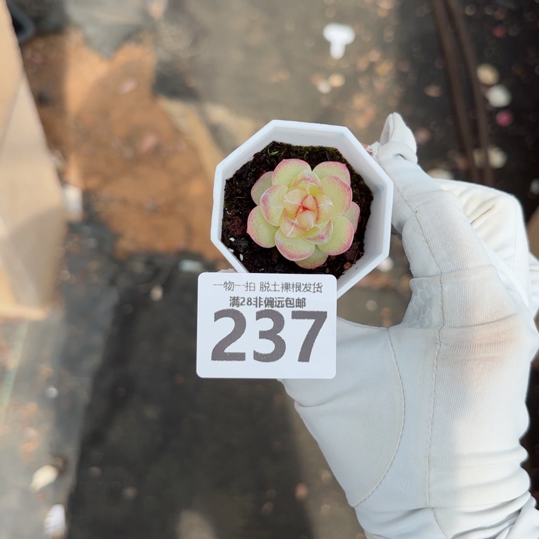 恶魔之泪无盆土发货