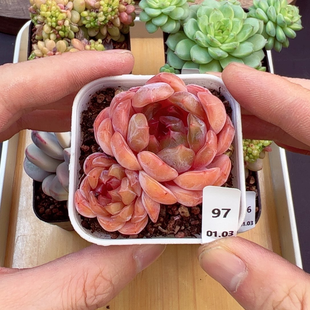 好好看97、哈哈哈哈