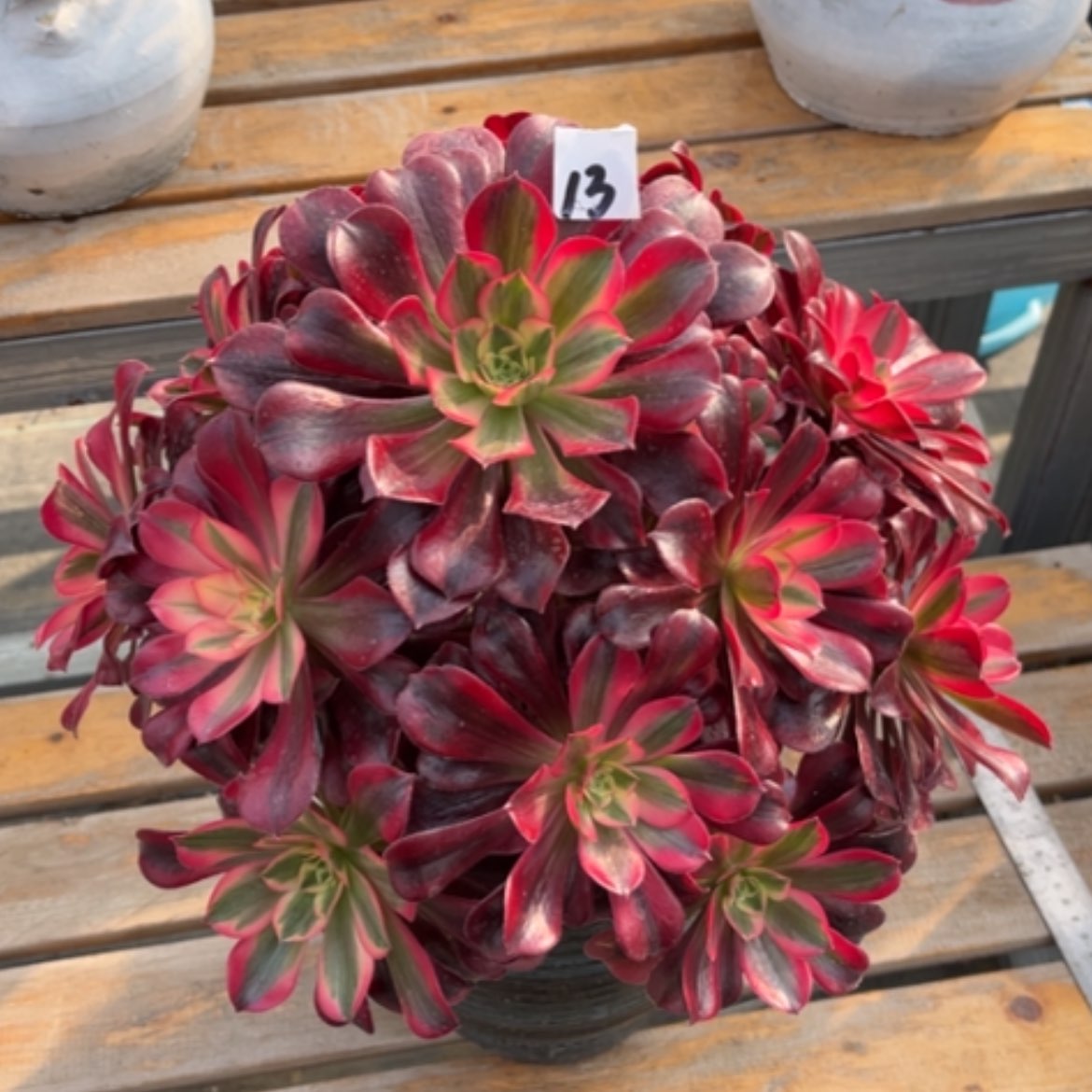 【闪购商品】13美杜沙多肉法师