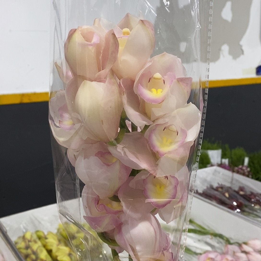 1支 彩荷大花惠兰/不包邮/运费单拍