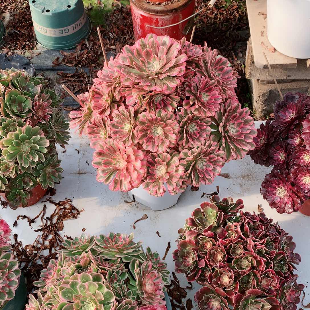 【闪购商品】流*粉铜，多肉