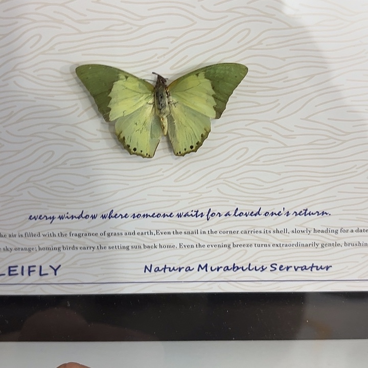 三***雨蝴蝶标本定制470@