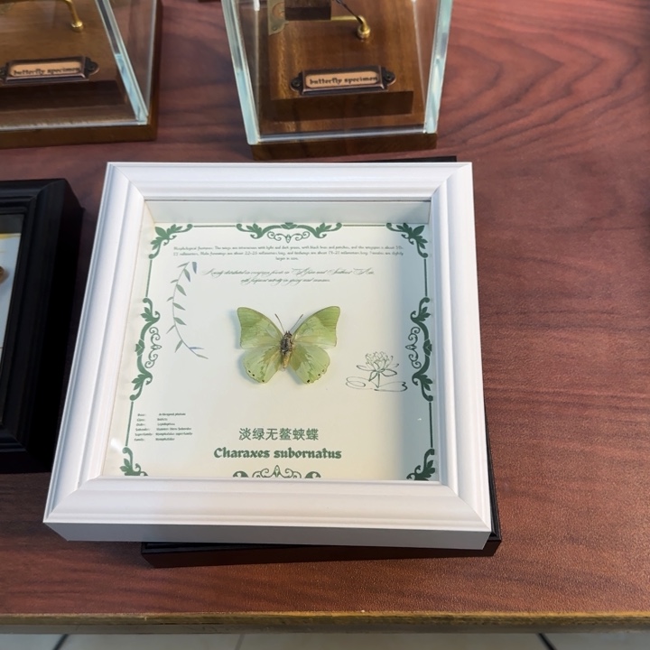 有机玻璃蝴蝶标本蝴蝶标本