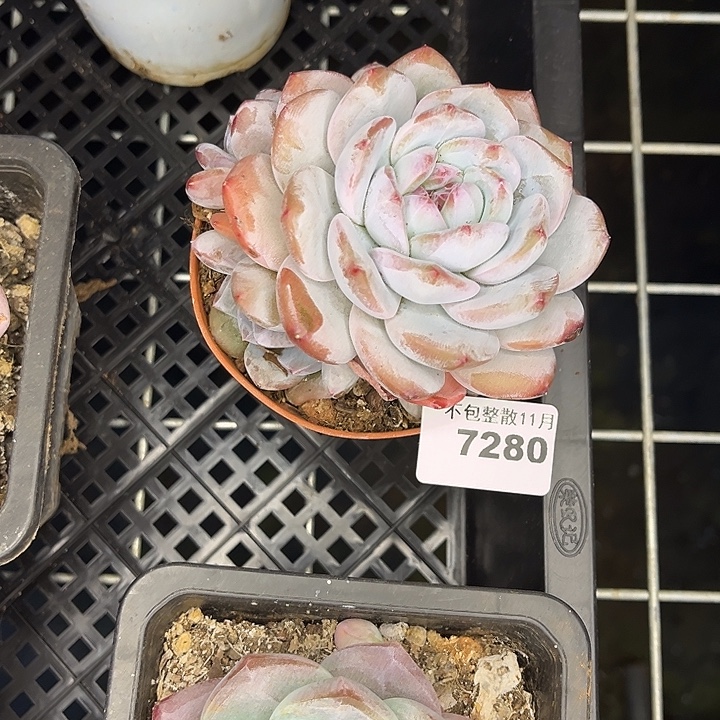 阿雅园艺。        7280星影