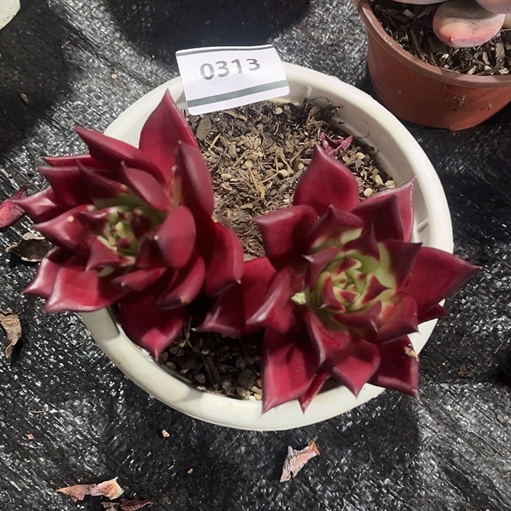 鑫伟多肉罗卡0313