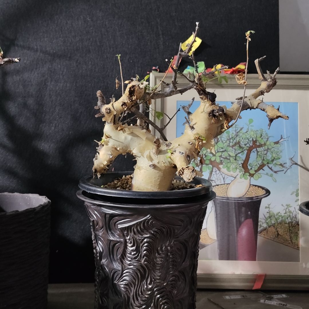 正白皮卡塔夫熟桩可寄养