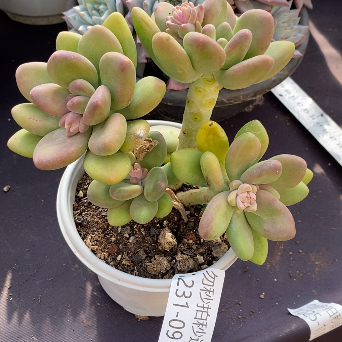 两单包邮1231-91芒果奶