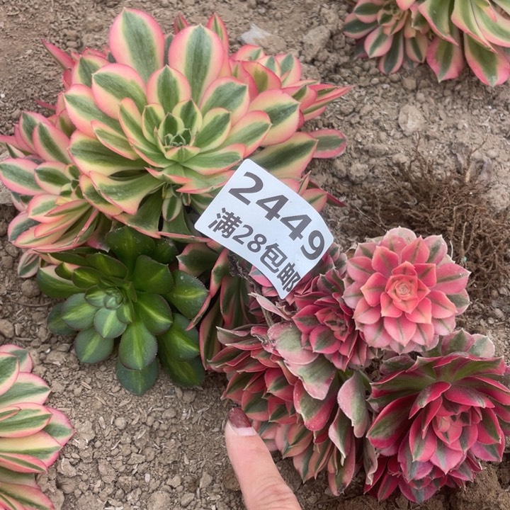 2449两个女巫二号棚E