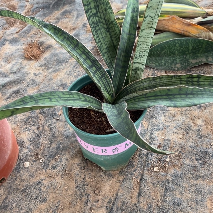 马***立完全开放埃及艳后虎皮兰