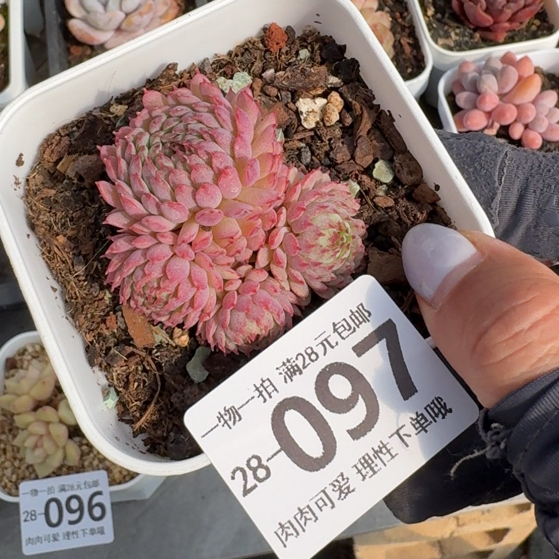 小红衣无盆土发货