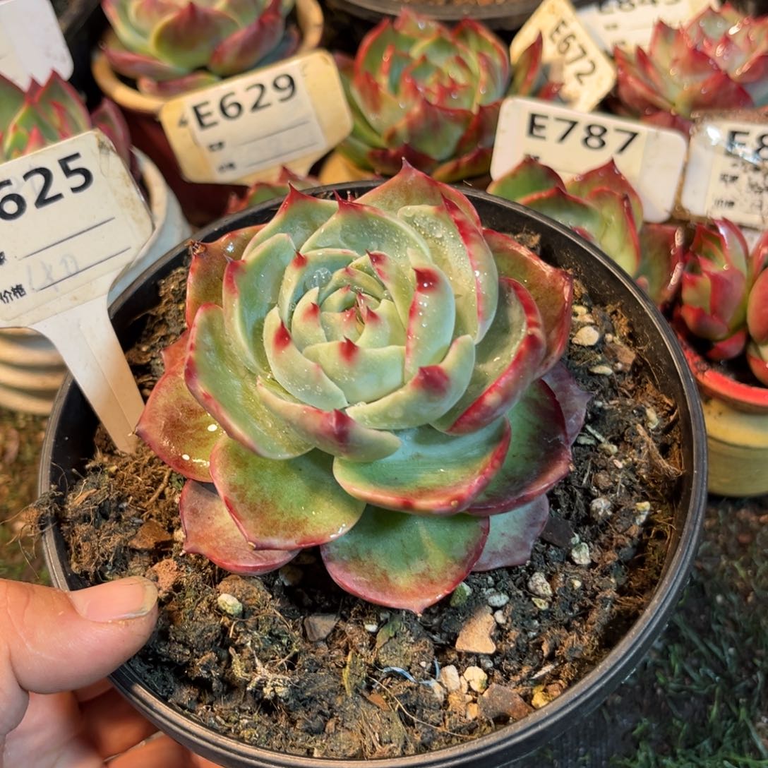 惊鸿一瞥625号多肉