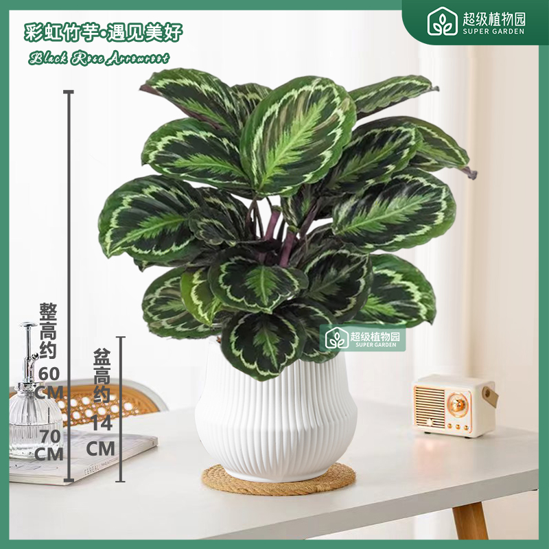彩虹竹芋彩叶竹芋盆栽室内观叶物客厅办公室净化空气四季好养绿植