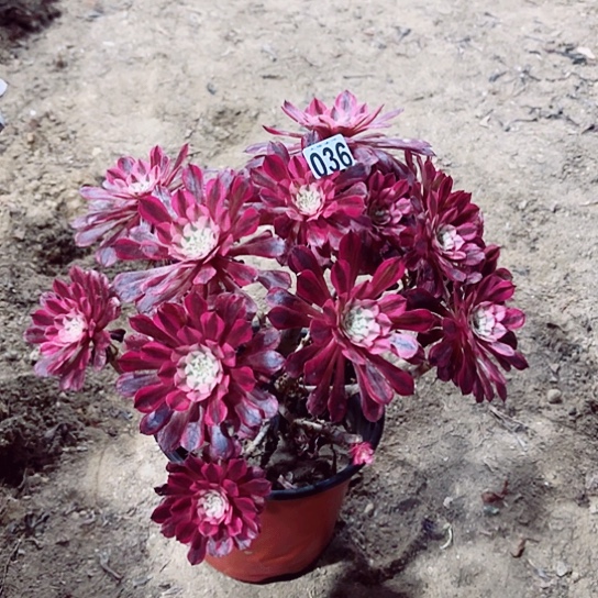 036红铜超白锦老桩