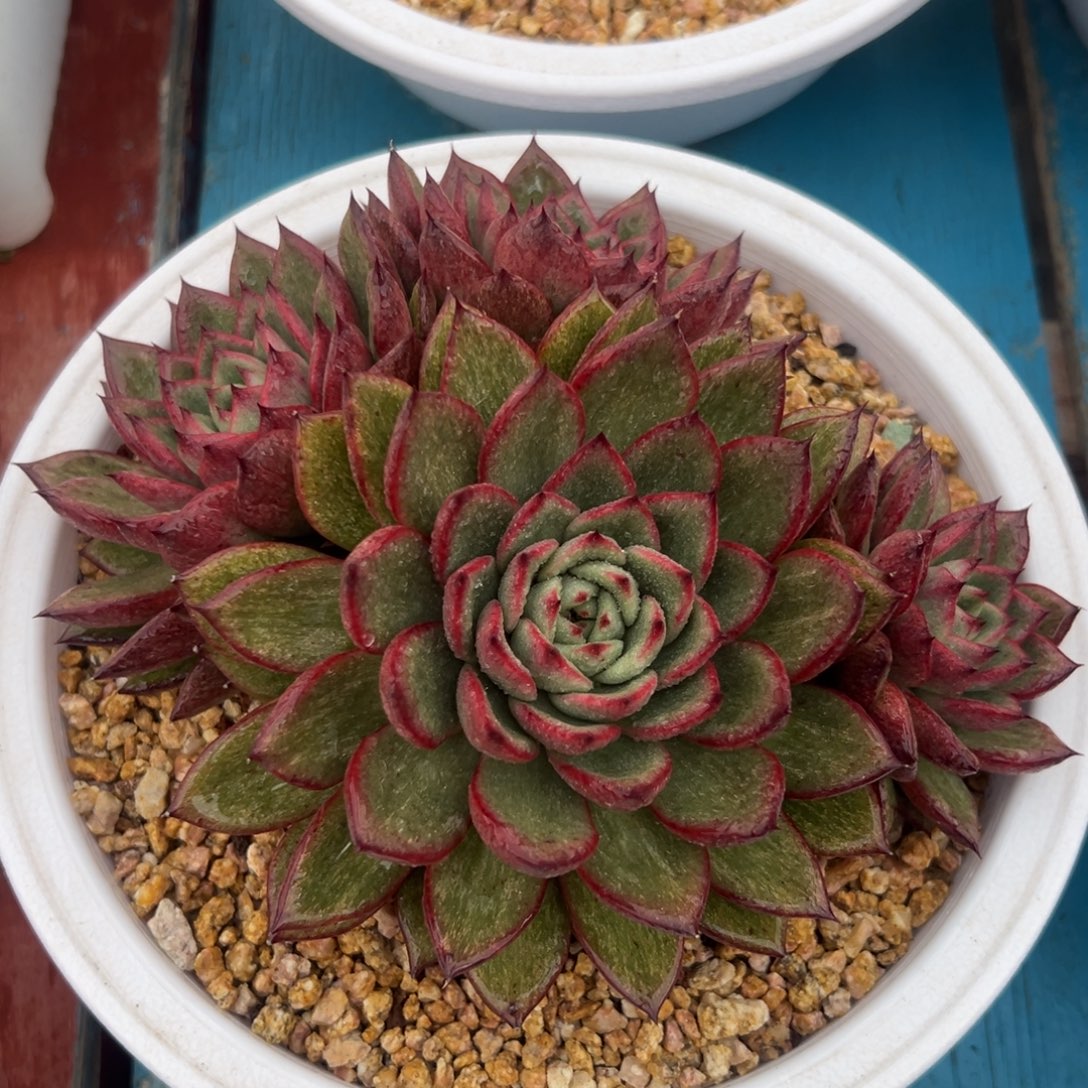 多肉植物一物一拍