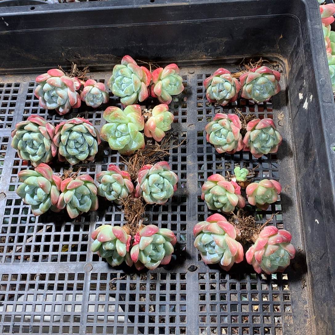 赵赵豆子哈哈哈哈哈哈哈