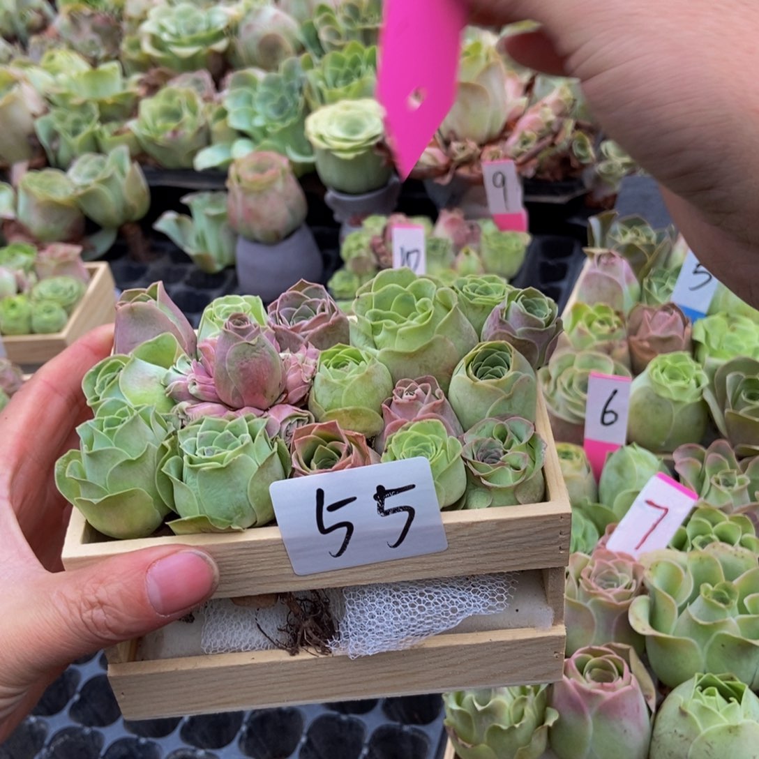 梅***子山地玫瑰多肉植物花卉55