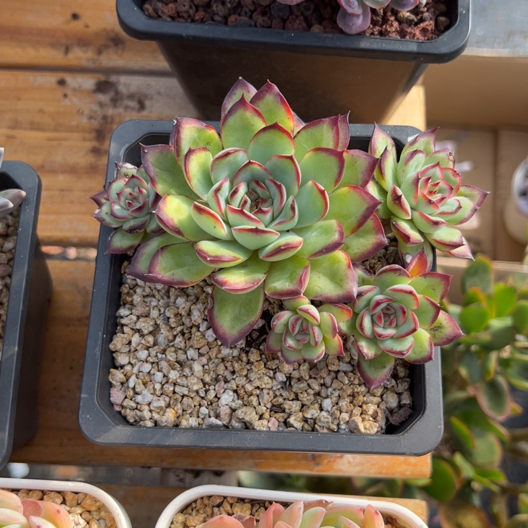 多肉肉酱玫瑰【非偏远满18包邮】