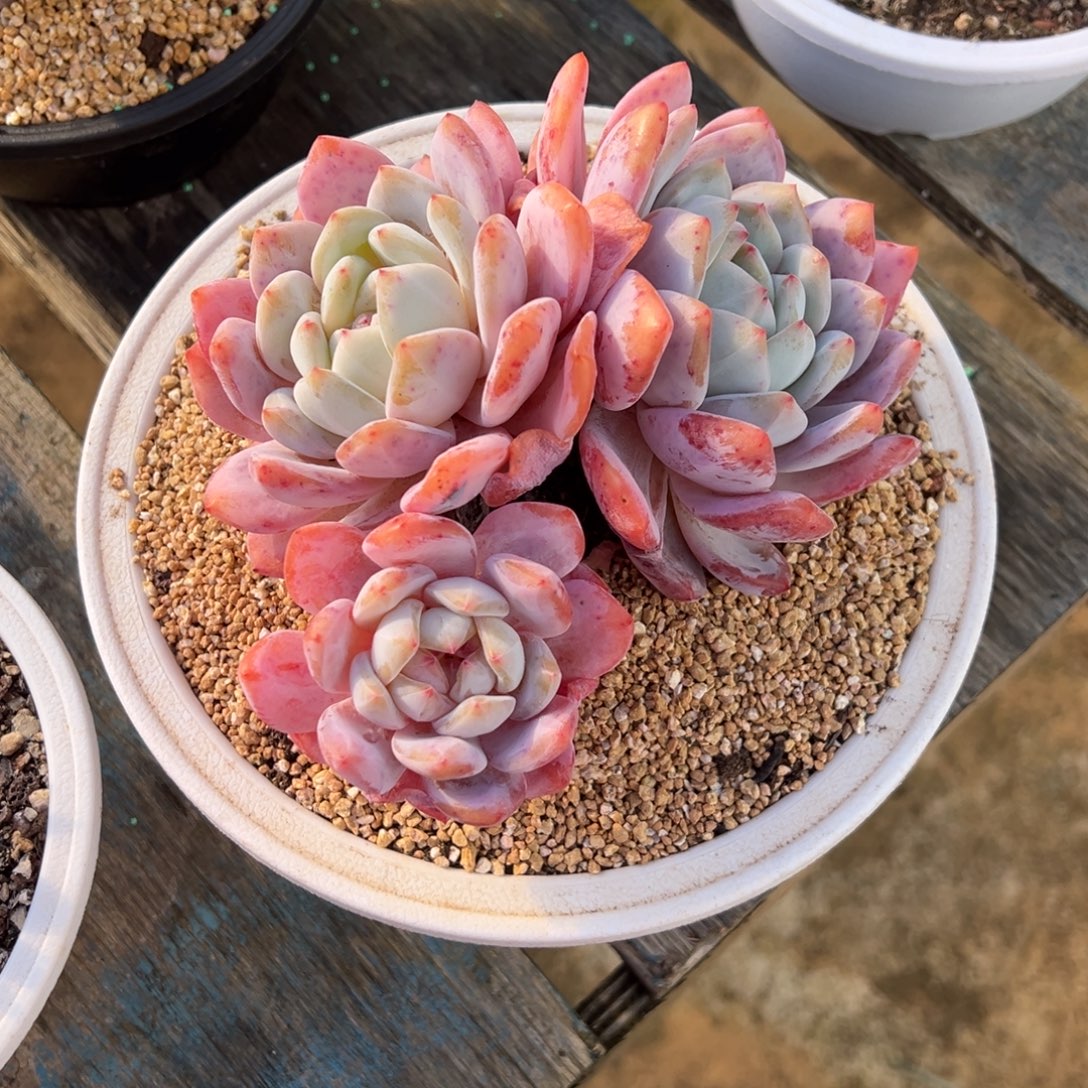 橙梦露 飘枝 夏鸣园艺