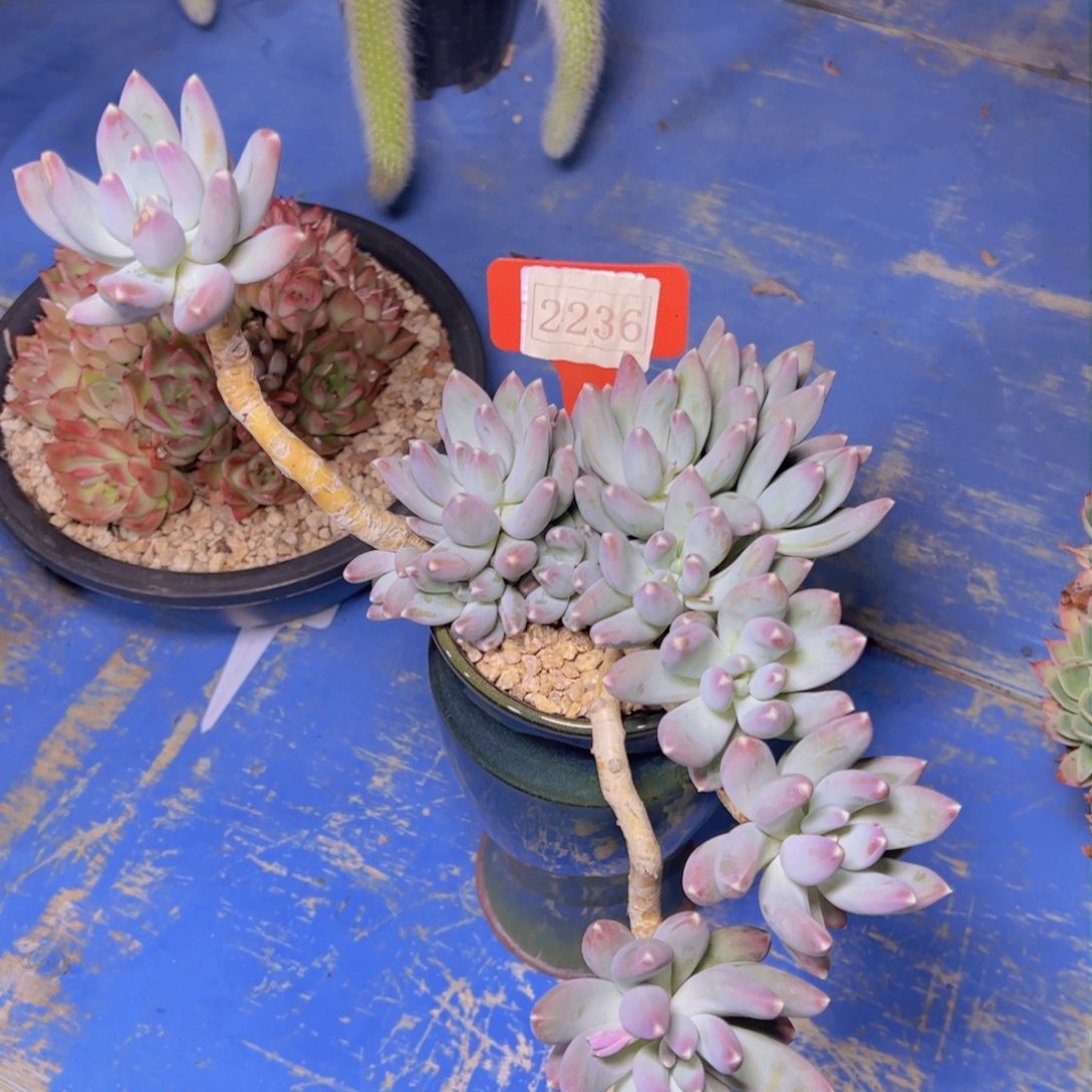 碎*星空美人2236多肉植物