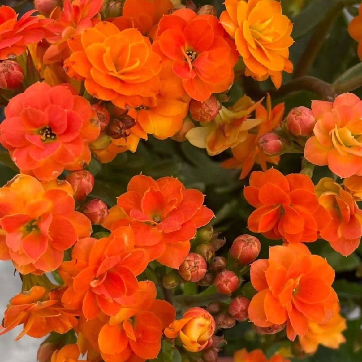 长寿盆栽花【索尔丹】110盆花苞发货