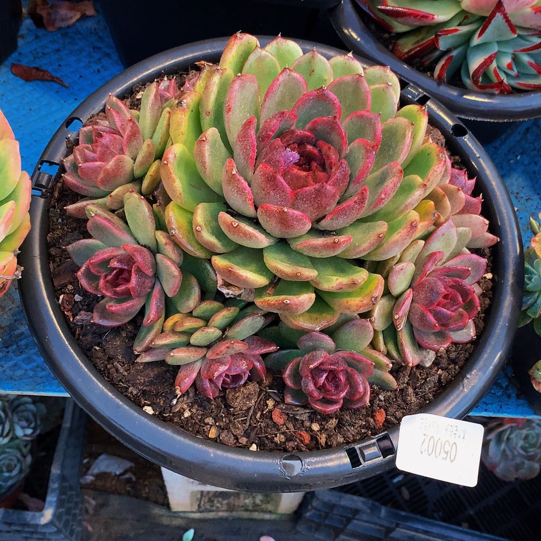 初***院    黑曼巴多肉05002