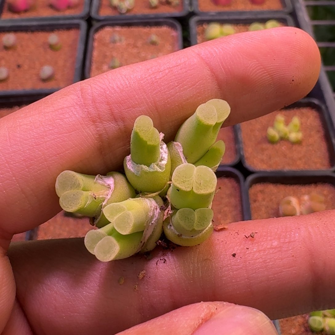 青**?云缦精品番杏23.35