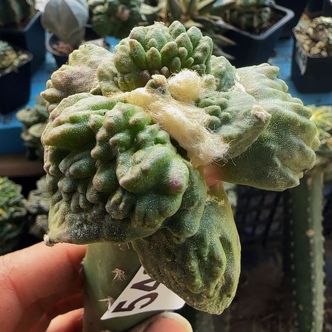 大尤怒涛542仙人球