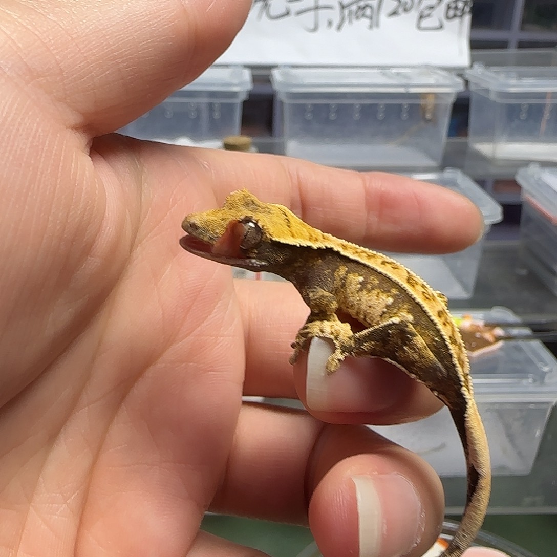 睫角守宫板正奶油大幼