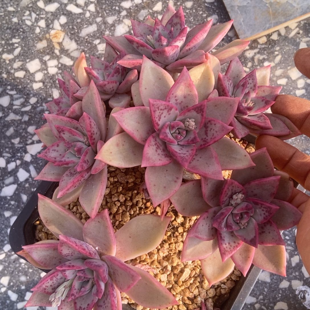 冰月生多肉多肉多肉多肉