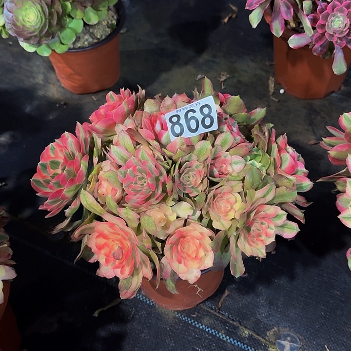 0000000000000868香妃