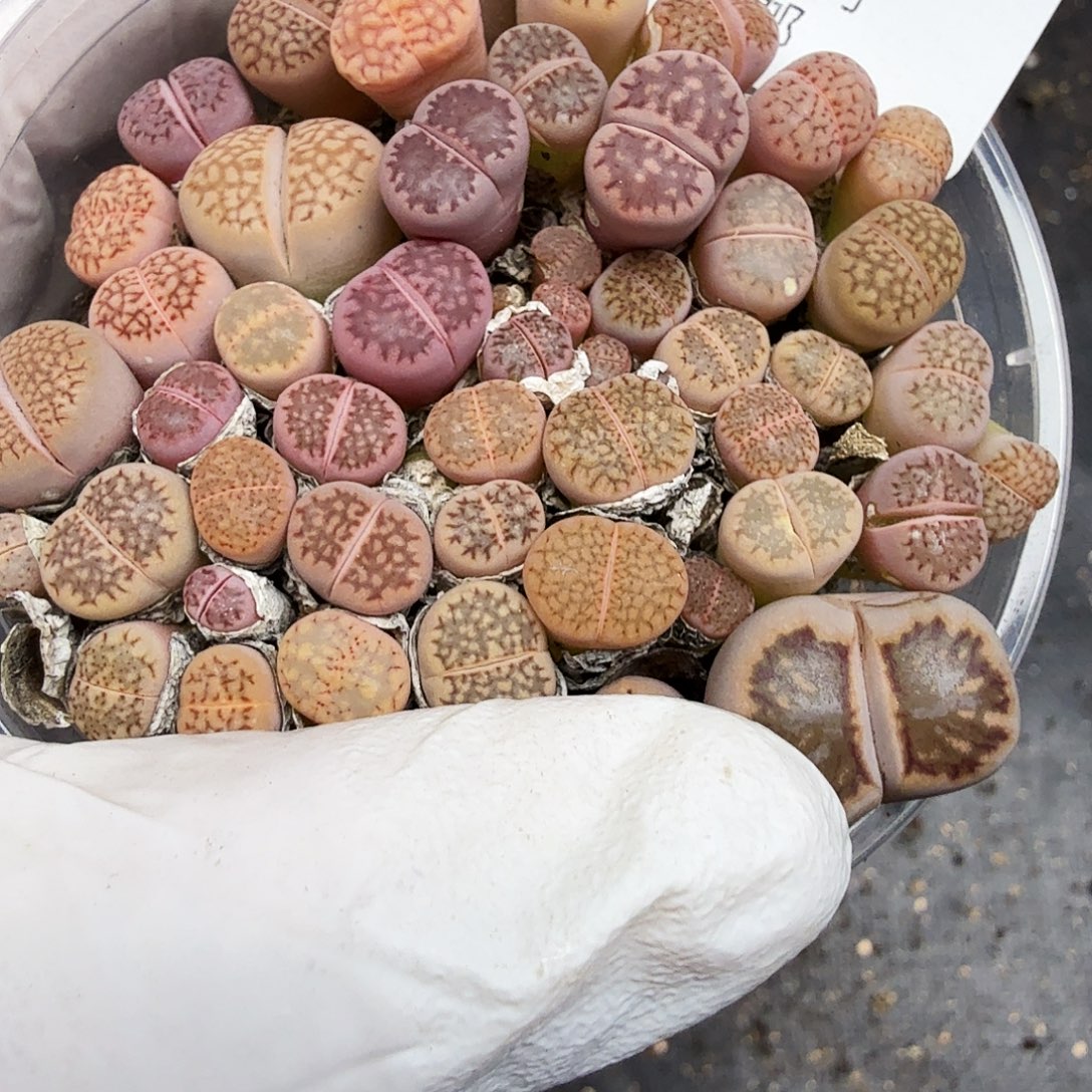 是的呀哈哈好棒好好看251我