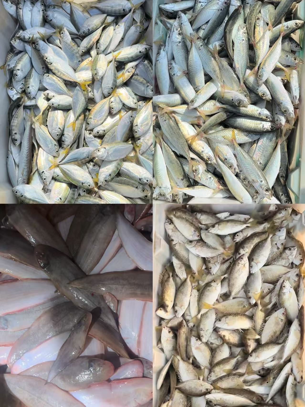 （渔先生）湛江吴川 现场称 海鱼1-5斤（直播间改价）拍下不支持退款