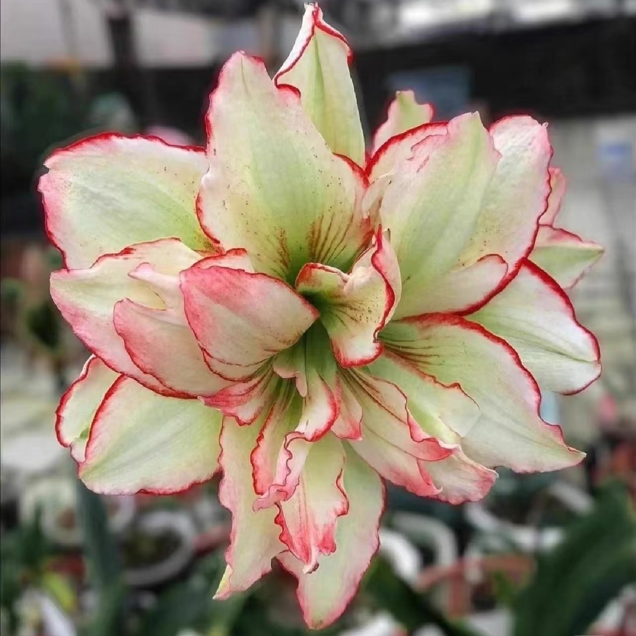 〔 朱顶红   伊莲娜3厘米〕福利购荷兰朱重瓣 苗情好