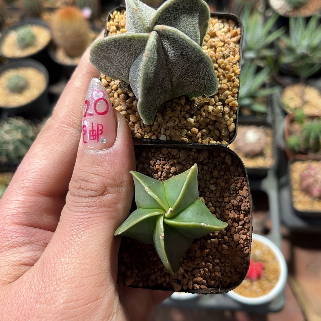 五角鸾凤玉组合单头发货有根