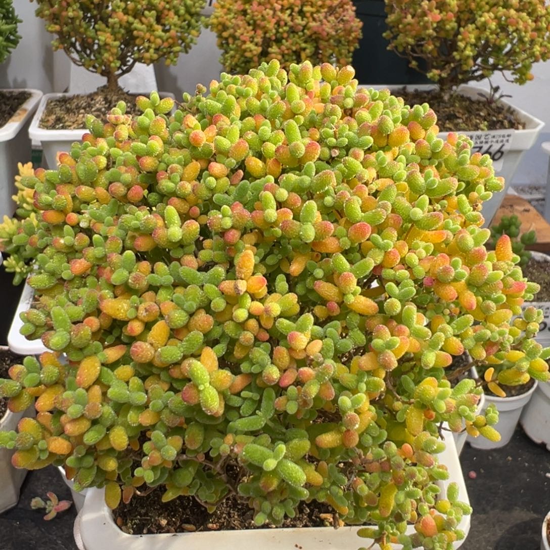 D3785蜜桔一物一拍