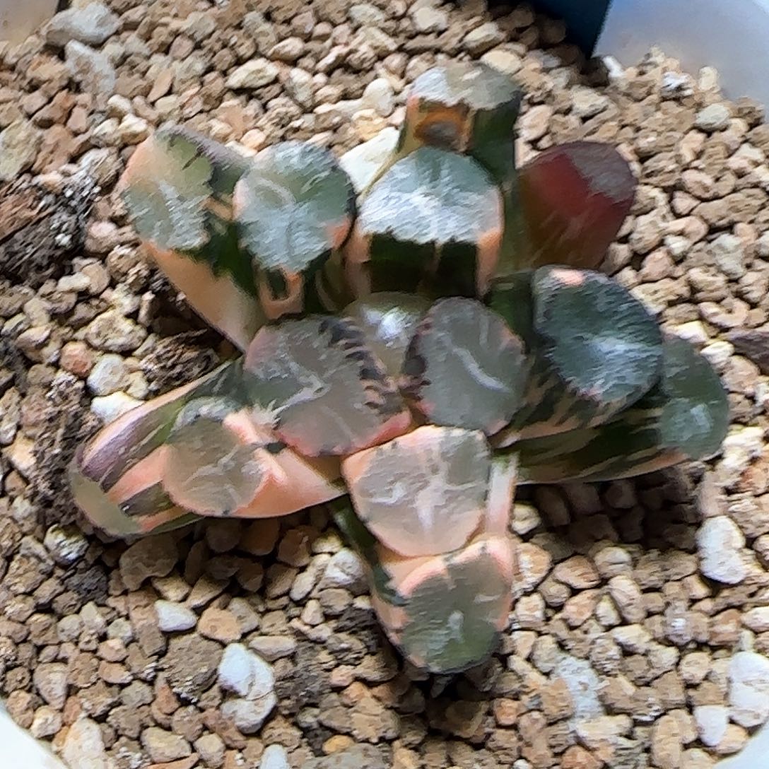 69号蜘蛛之巢锦 5 厘米左右一物一拍带盆发货