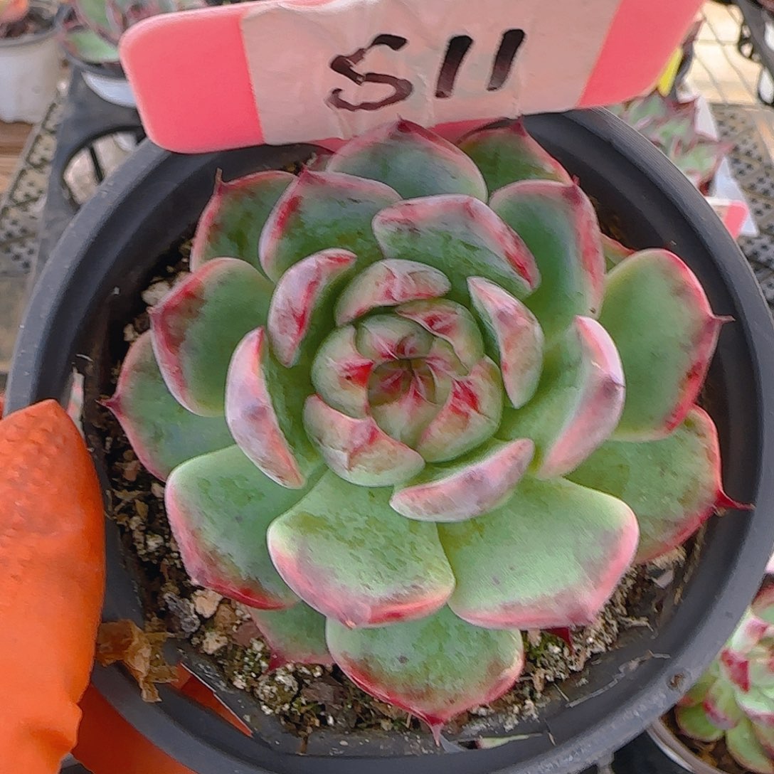大****?S11 惊鸿仙子多肉植物